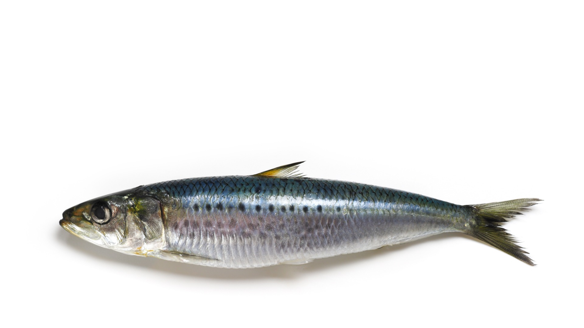 SARDINE 5