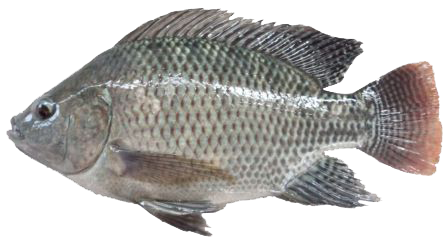 TILAPIA 1