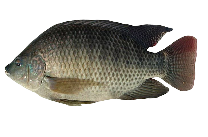 TILAPIA 2